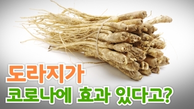 도라지 성분이 코로나에 진짜 효과 있을까?