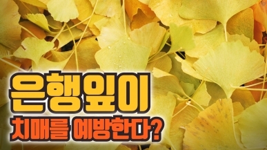 은행잎이 치매 예방에 효과가 있는 이유